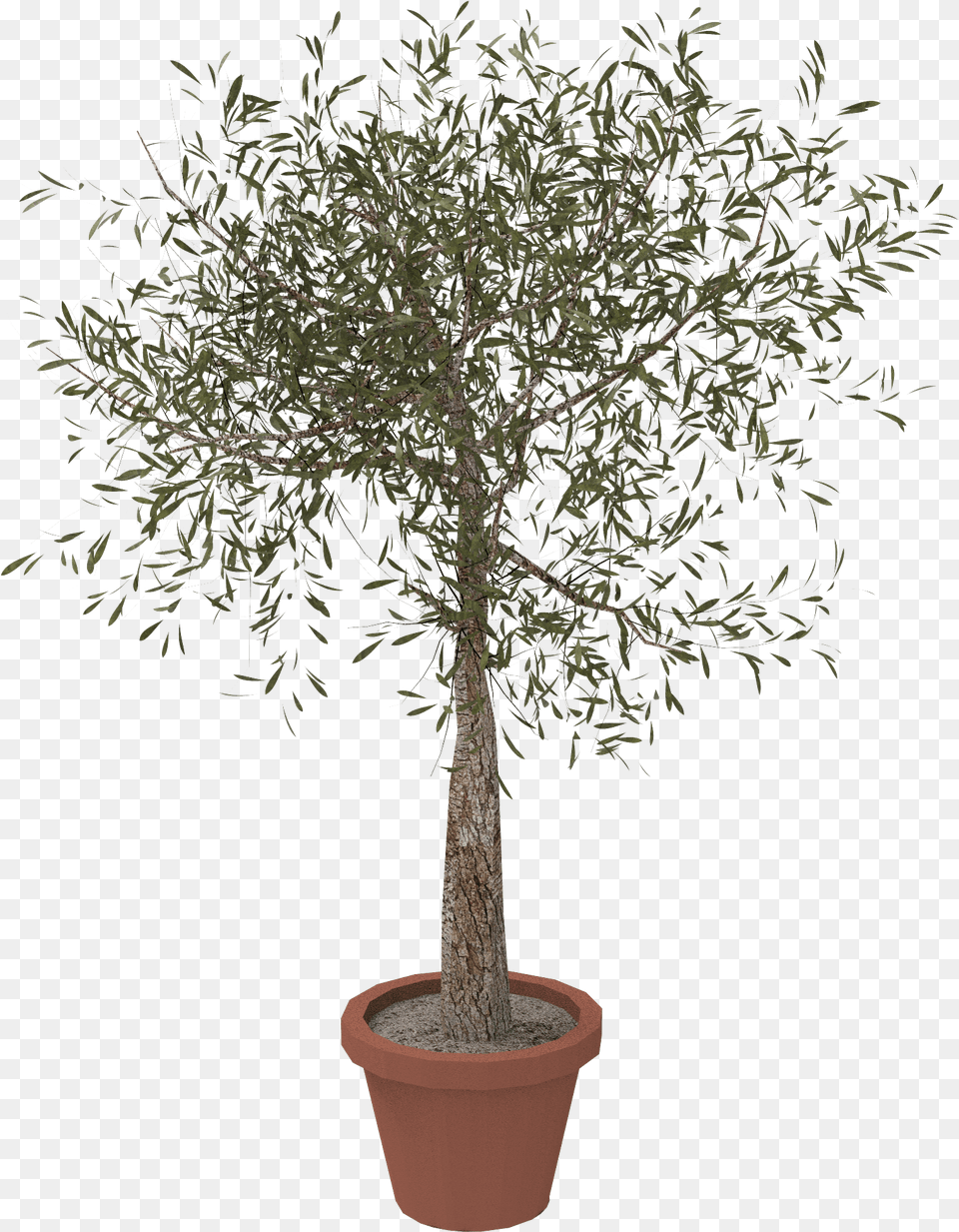 Flowerpot, Plant, Potted Plant, Tree, Tree Trunk Free Png