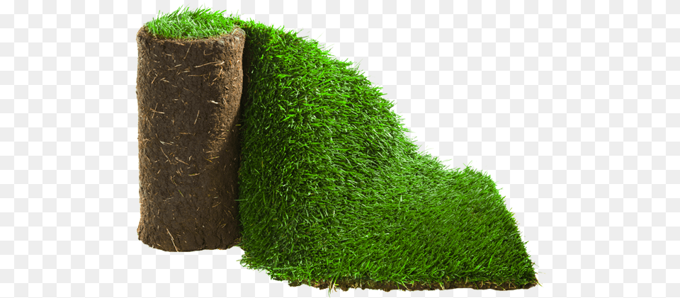 1 2 Moss, Plant, Tree, Grass Free Png