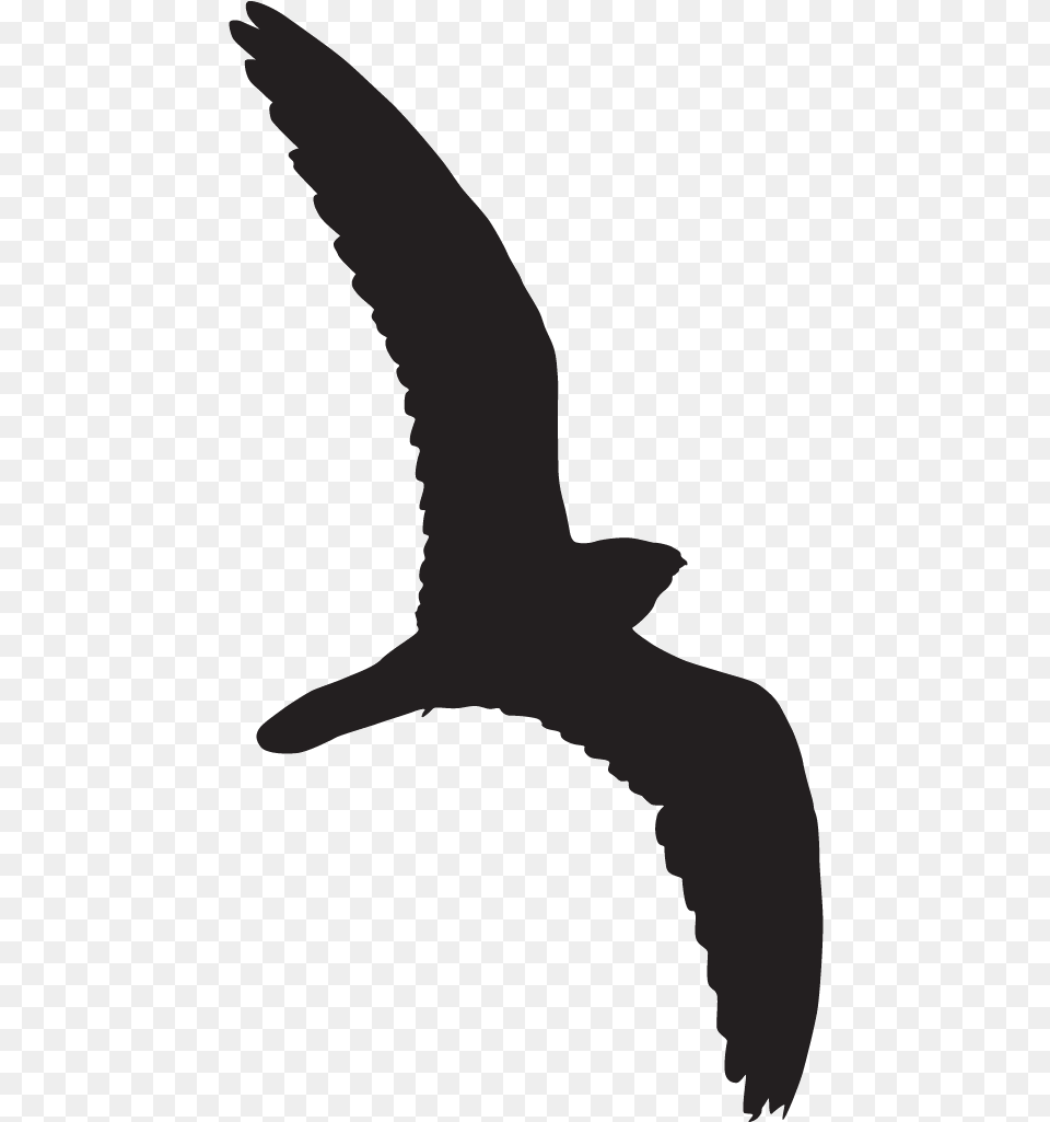 1 Document, Animal, Bird, Flying, Person Free Transparent Png
