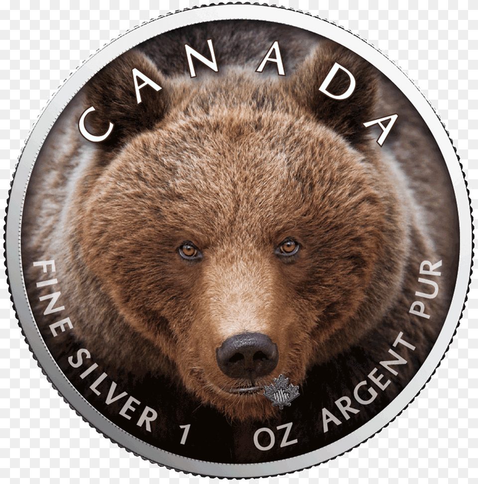1 Grizzly Bear, Animal, Mammal, Wildlife, Brown Bear Free Png Download
