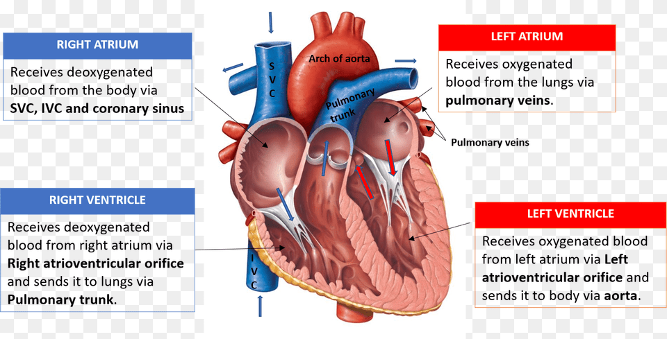 1 Heart Anatomy And Physiology In This Figure The Healed In Your Heart Be Healed, Face, Head, Person, Baby Free Png