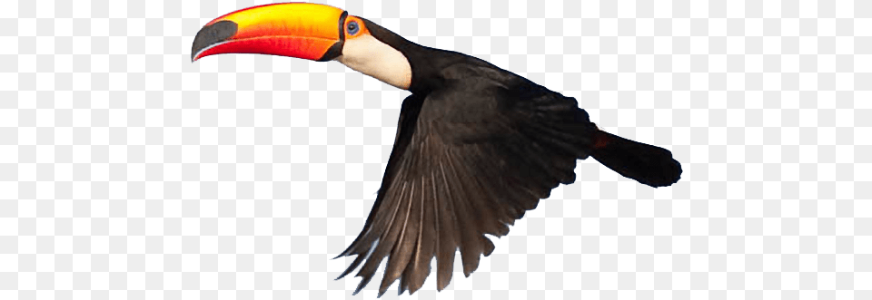 1 Image Toucan, Animal, Beak, Bird Free Transparent Png
