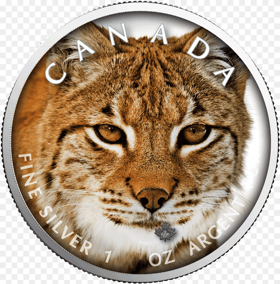 1 Lynx Winter, Animal, Cheetah, Mammal, Wildlife Free Png