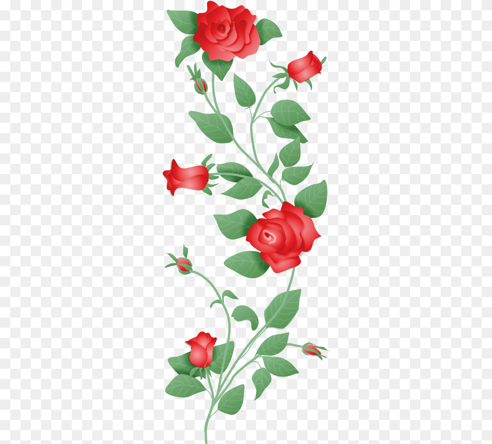 1 Photo By Winterberry2 Rose Vine Border, Art, Floral Design, Flower, Graphics Free Png
