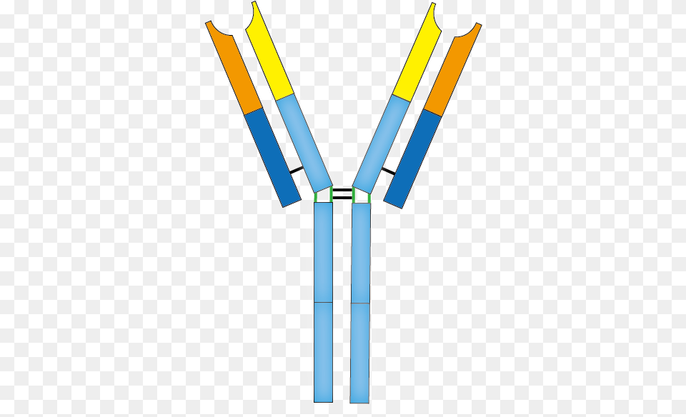 Antibody, Person Png