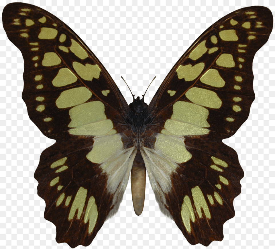 Butterfly Stock, Animal, Insect, Invertebrate, Moth Free Transparent Png