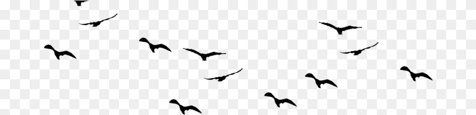 Birds Fly, Gray Png Image
