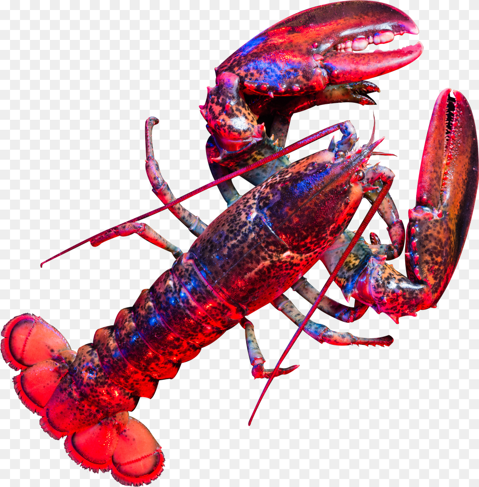 Lobster Free Png