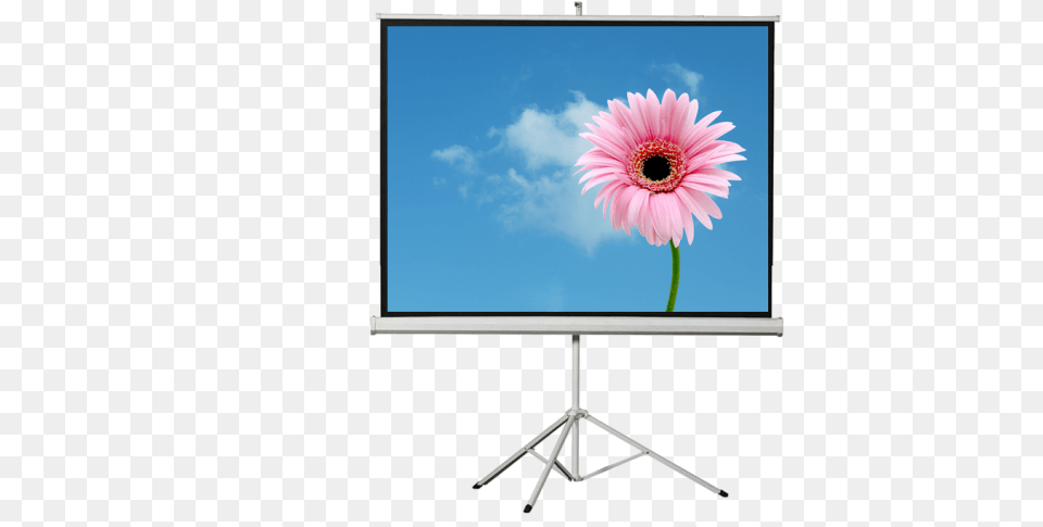 1024 Image Flower, Computer Hardware, Screen, Projection Screen, Monitor Png