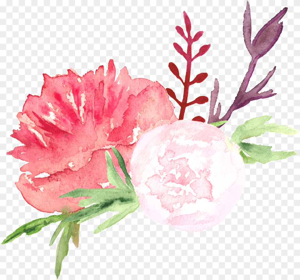 1024 X Oss Processimagequalityq, Carnation, Flower, Plant, Rose Free Png Download