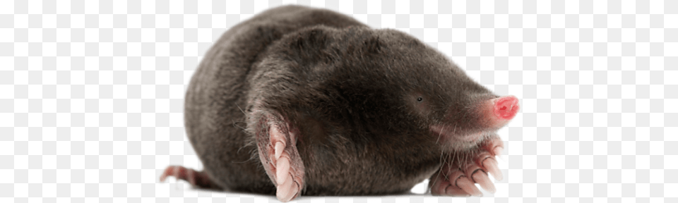 Mole, Animal, Mammal, Rat, Rodent Png Image