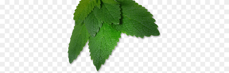 Mint Leaves, Herbal, Herbs, Leaf, Plant Png Image