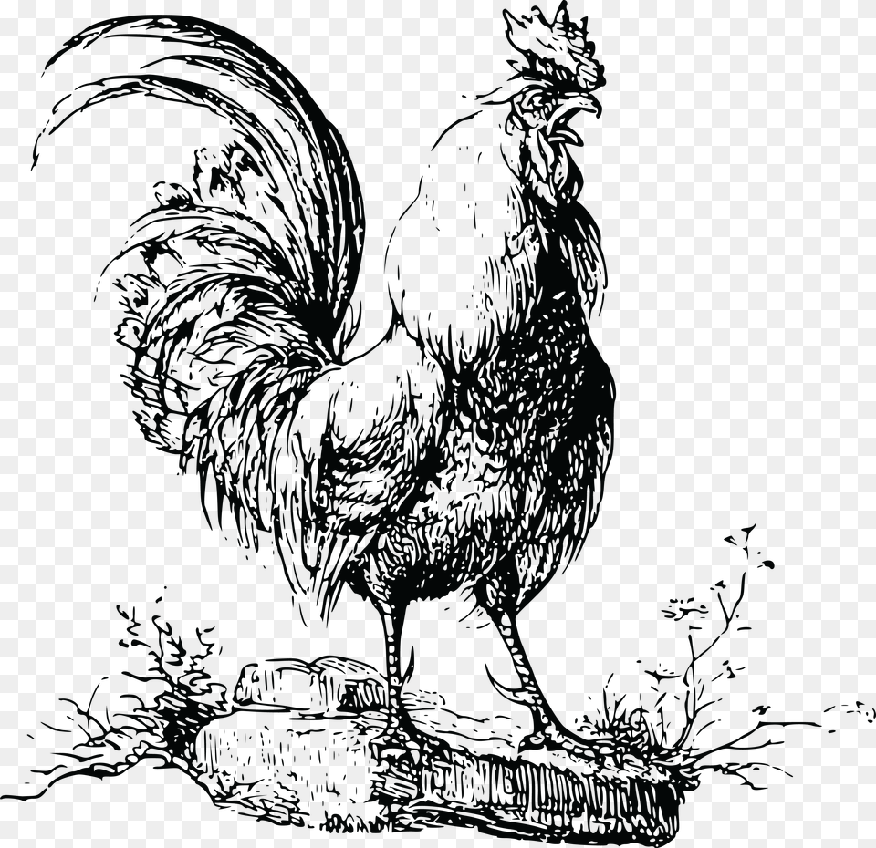 Rooster, Animal, Bird, Fowl, Poultry Free Transparent Png
