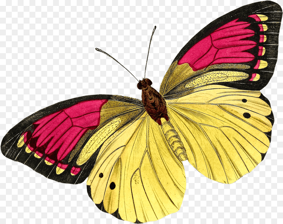 Orig Butterfly Drawing Butterfly Buyenlarge Butterflies And By James, Animal, Insect, Invertebrate, Moth Png