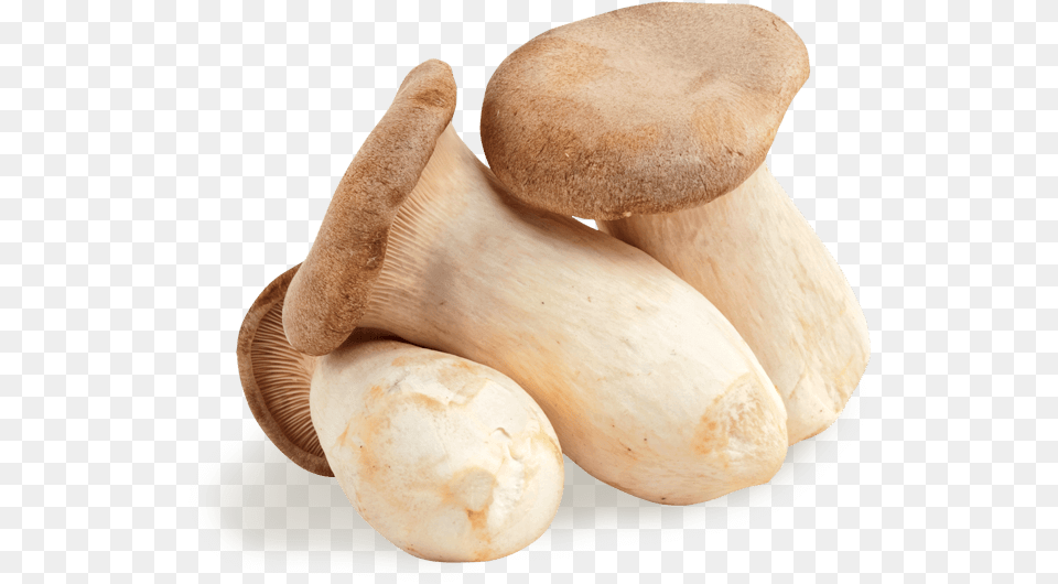 Mushrooms, Fungus, Plant, Mushroom, Agaric Png Image