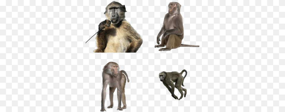 Animales, Animal, Mammal, Monkey, Wildlife Png Image