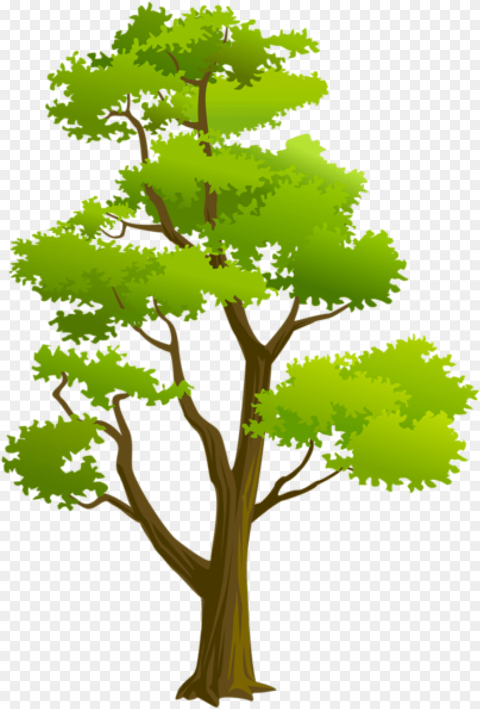 Arvore, Plant, Tree, Green, Oak Free Transparent Png