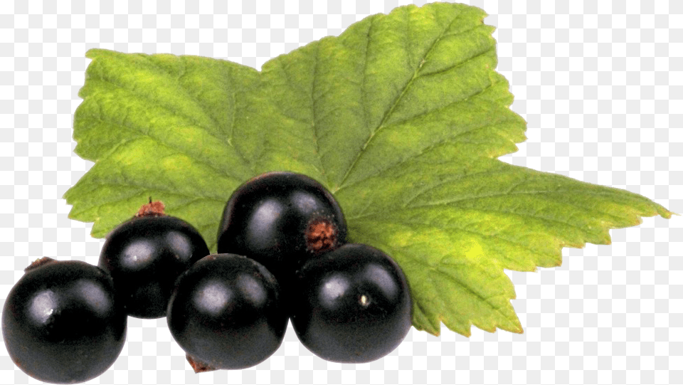 Black Leaf, Berry, Blueberry, Food, Fruit Png Image