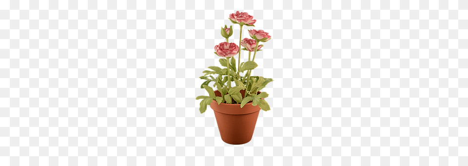 Flower, Flower Arrangement, Plant, Potted Plant Png Image