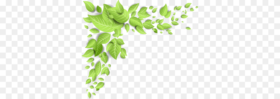 Plantas, Green, Leaf, Plant, Vine Free Png