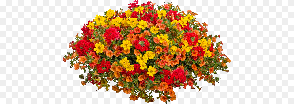 Arbustos, Geranium, Pattern, Potted Plant, Flower Bouquet Free Png