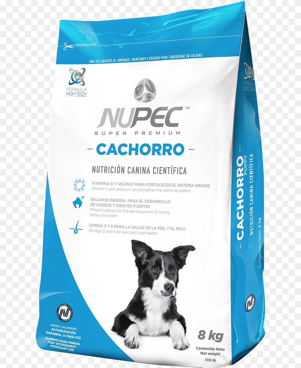 Cachorro, Animal, Canine, Dog, Mammal Png Image