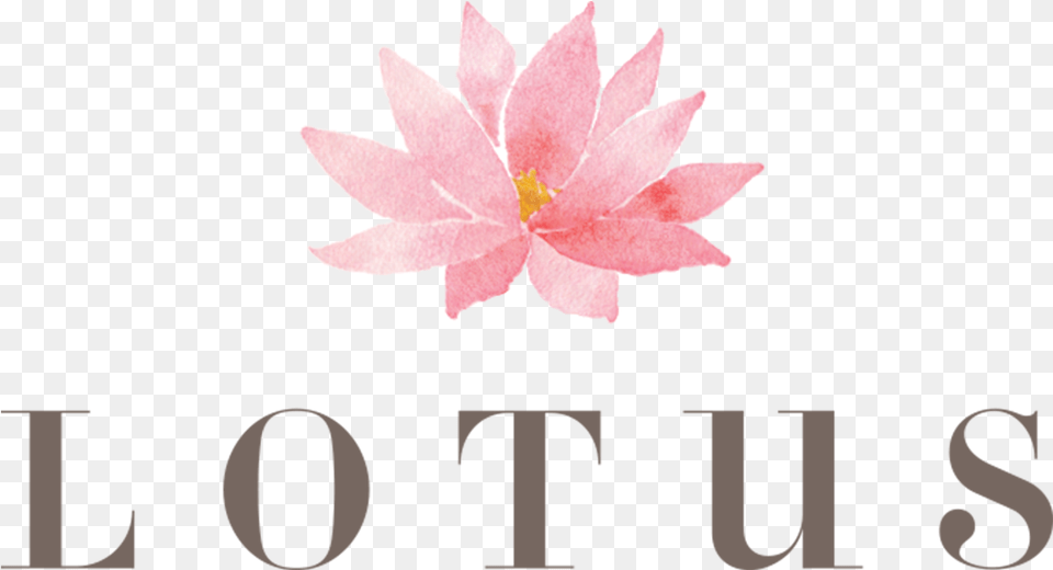 Lotus, Flower, Petal, Plant, Lily Free Transparent Png