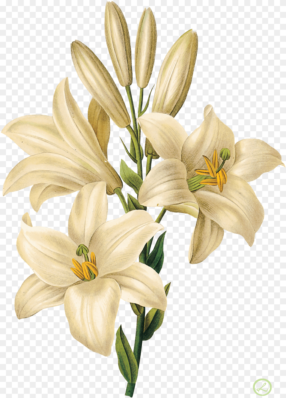 Flower Drawing Botanical Art Botanical Drawing Of Lilium, Anther, Plant, Lily, Amaryllidaceae Png