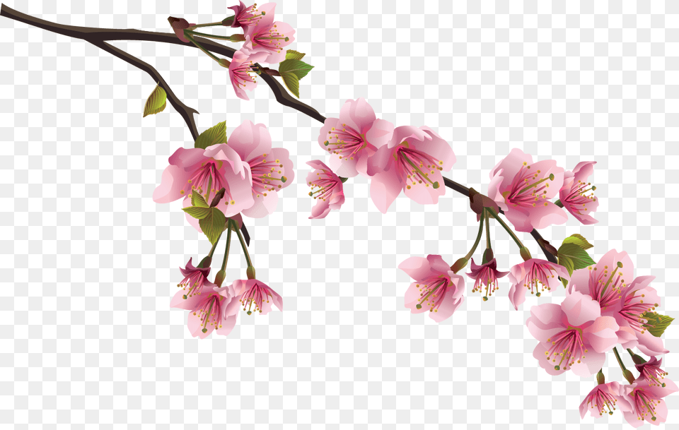 Orig Cherry Blossoms Branch, Flower, Plant, Cherry Blossom Png Image