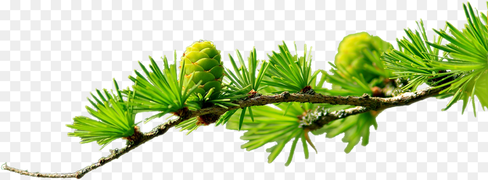 Pine Branch, Conifer, Larch, Plant, Tree Free Png