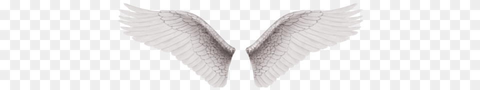 L, Animal, Bird, Angel Png