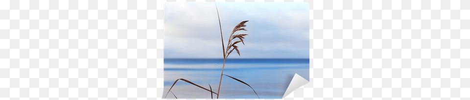 Dry Grass, Plant, Reed Png Image