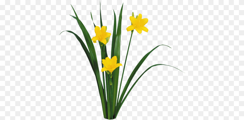 11ca45 187d8a93 Orig Narcissus, Daffodil, Flower, Plant Png Image