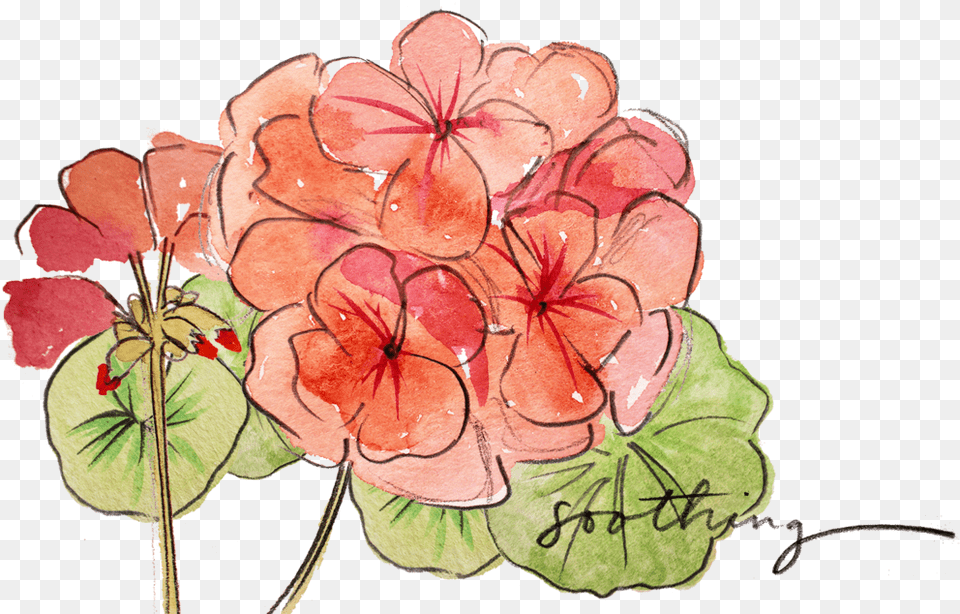 Pool, Flower, Geranium, Plant, Art Png