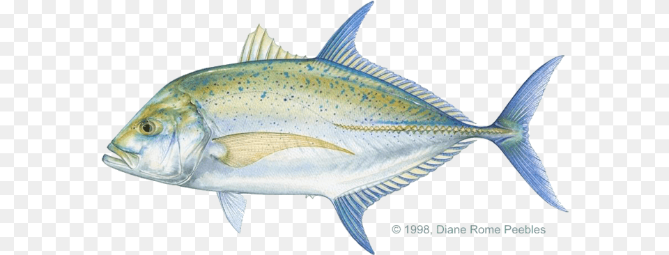 Tropical Fish, Animal, Bonito, Sea Life, Tuna Png