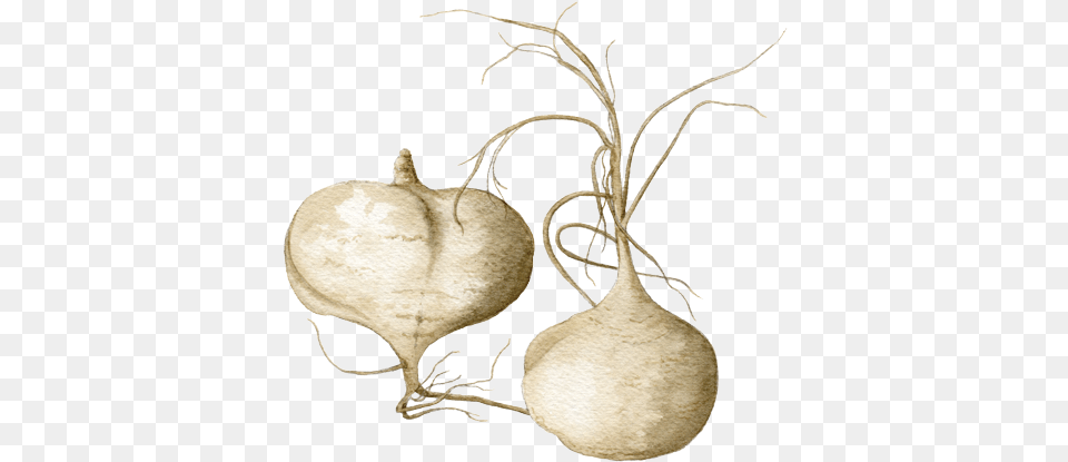 Onion, Food, Produce, Plant, Turnip Png