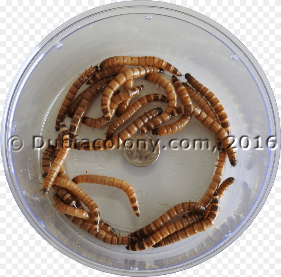 Worm Free Transparent Png