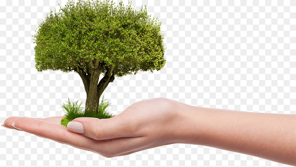 Moss, Body Part, Tree, Potted Plant Free Transparent Png