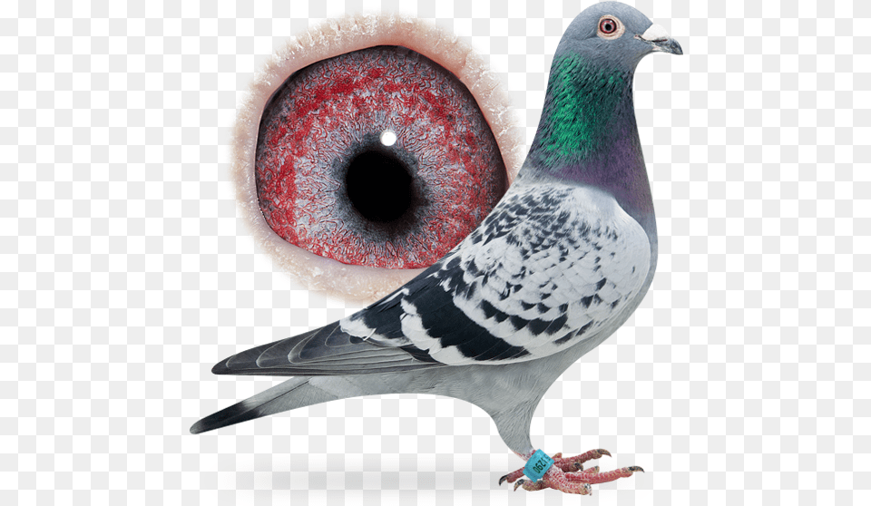 Pigeon Nl Super Barca, Animal, Bird, Dove Free Transparent Png