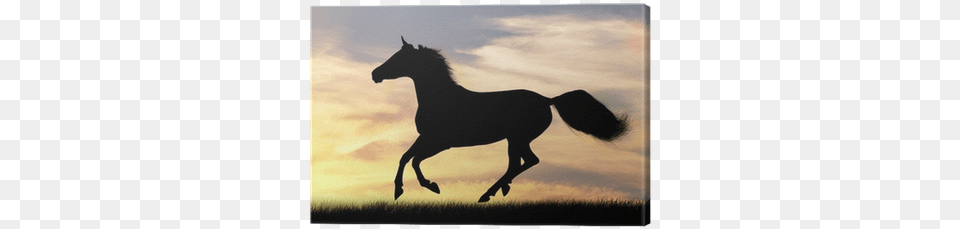 Horse Silhouette, Animal, Mammal, Colt Horse, Stallion Png Image