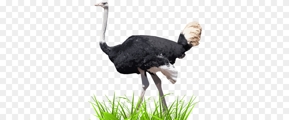 Ostrich, Animal, Bird Free Transparent Png