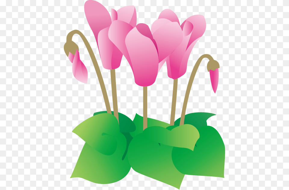 13 Cyclamen Illustration, Flower, Petal, Plant, Smoke Pipe Free Transparent Png