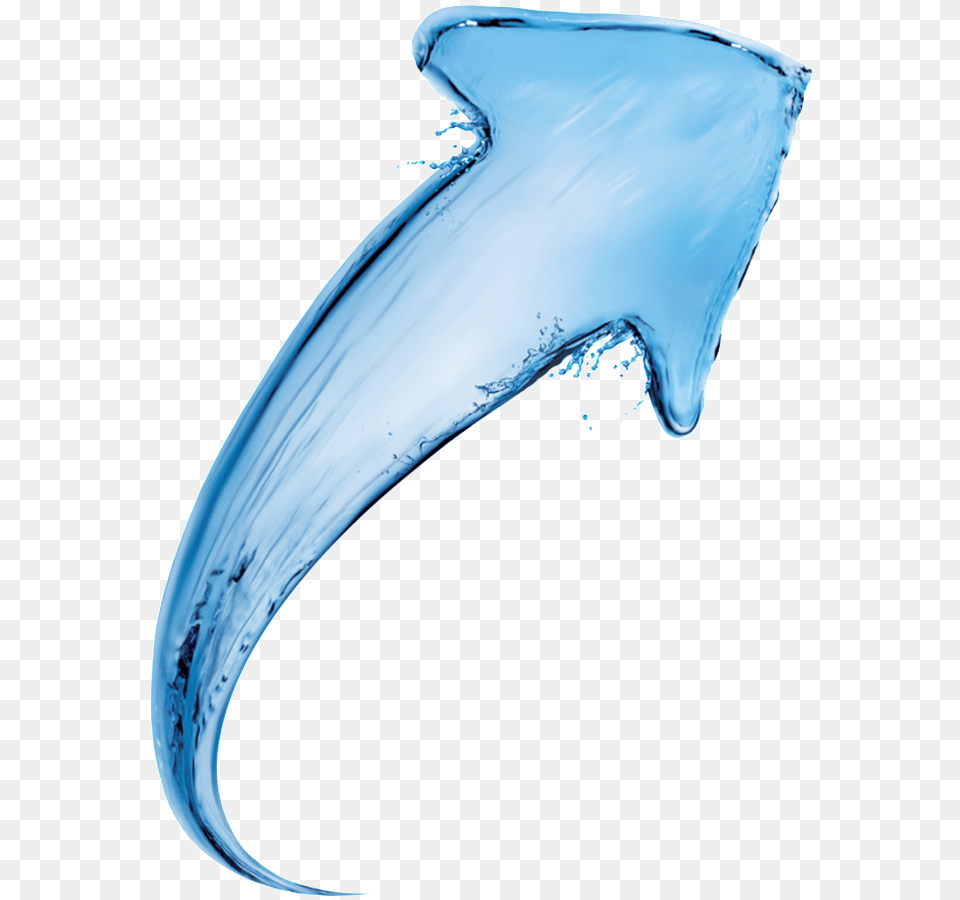 Gold Teeth, Animal, Sea Life, Outdoors Free Transparent Png