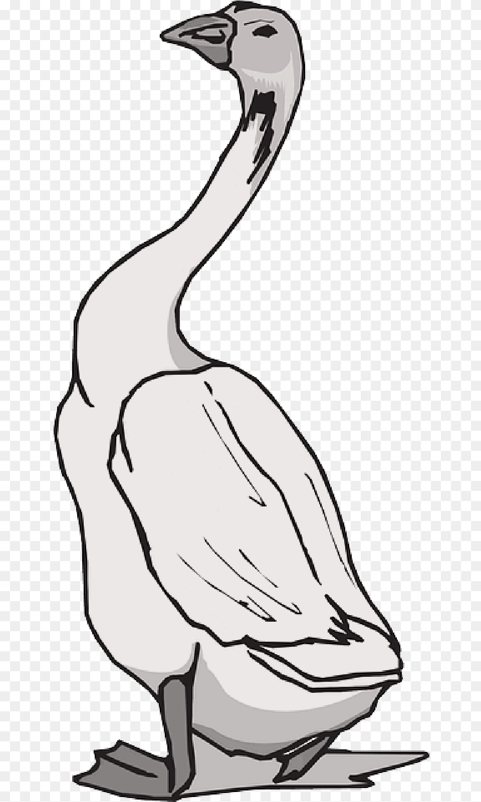 White Feathers, Animal, Bird, Goose, Waterfowl Png