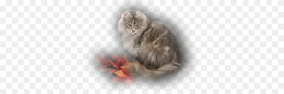 Kitty, Angora, Animal, Cat, Leaf Free Png Download