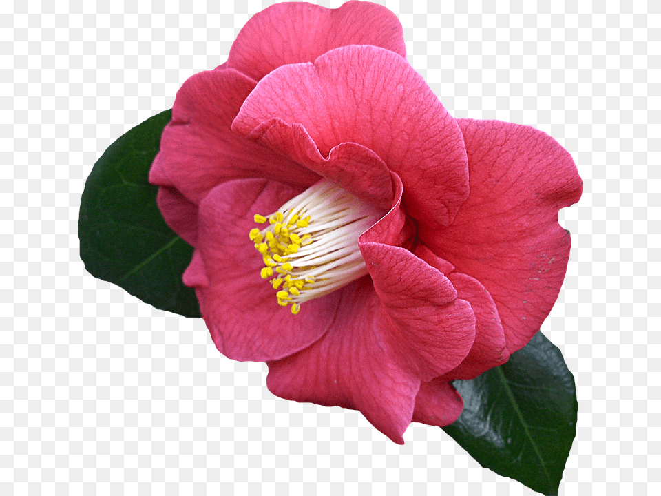 Flower, Plant, Pollen, Rose Png Image