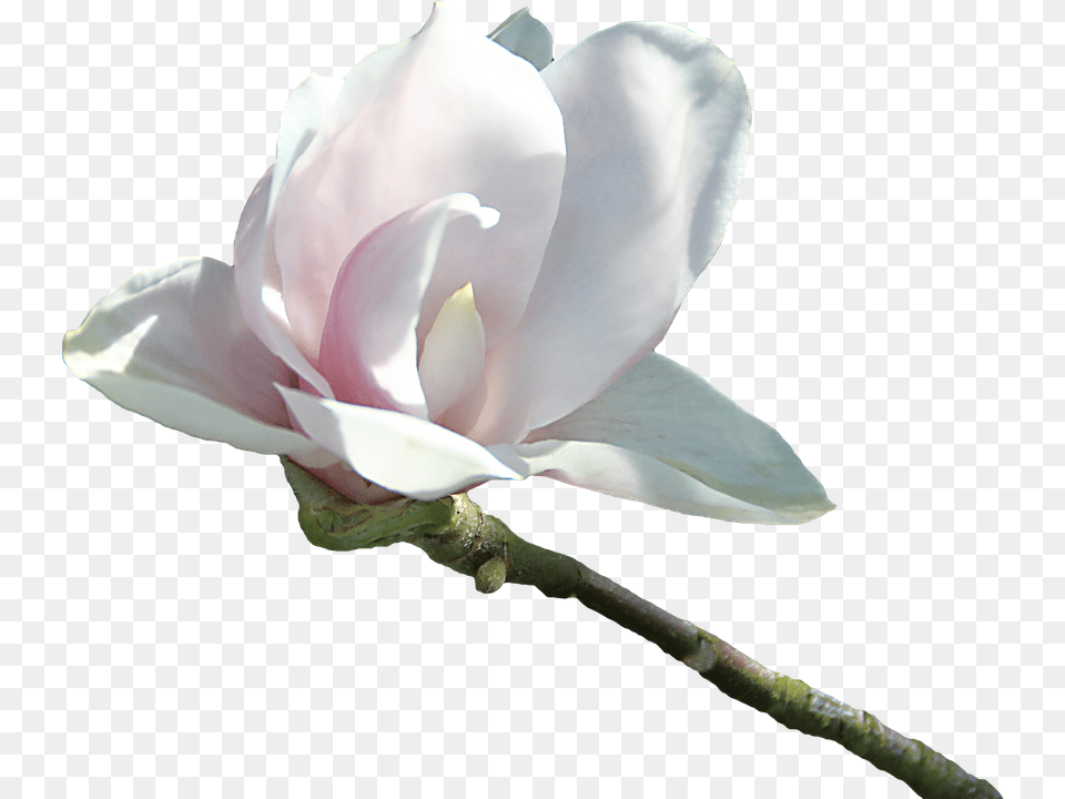 Flower, Petal, Plant, Rose Free Transparent Png