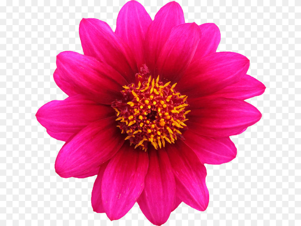 Dahlia, Daisy, Flower, Petal Free Transparent Png