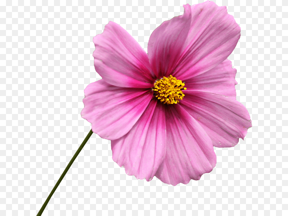 Anther, Dahlia, Daisy, Flower Free Png