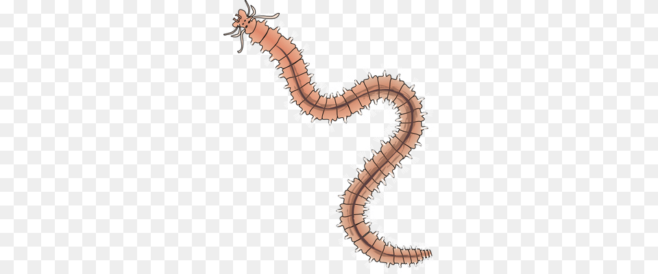 Worms, Animal, Invertebrate, Worm Free Transparent Png